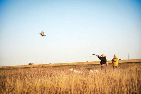 Wings Over Lubbock: Pheasant Hunting Adventures at T&T Game Birds